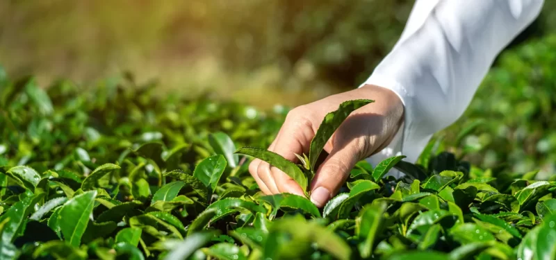 INDONESIAN TEA SECOND MOST FAVORED BY MALAYSIAN CONSUMERS￼